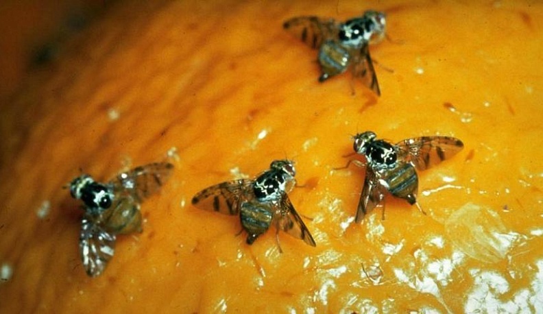 Россельхознадзор запретил ввоз 59 тонн зараженных мандаринов в Калужскую область 