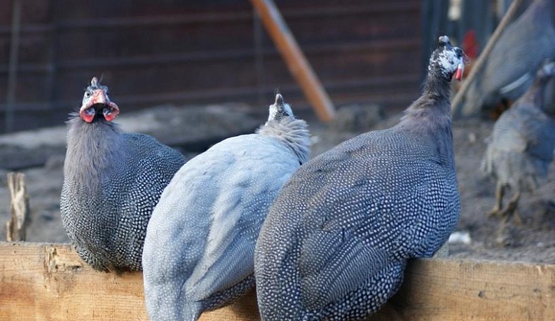 Не крапчатые,  а золотые!