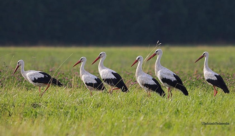 В Тарусский район прилетели аисты 