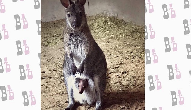 В зоопарке на Правобережье кенгуренок впервые выглянул из маминой сумки