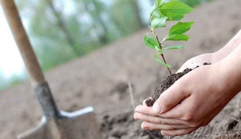 В Калужской области посадят более ста тысяч  деревьев 