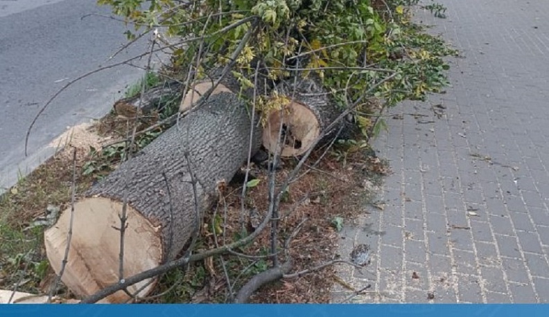 Около 600 больных деревьев спилили в Калуге за месяц