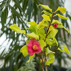 Дамам – камелии и… хищников