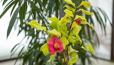 Дамам – камелии и… хищников