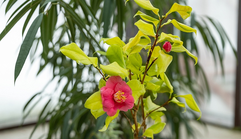 Дамам – камелии и… хищников