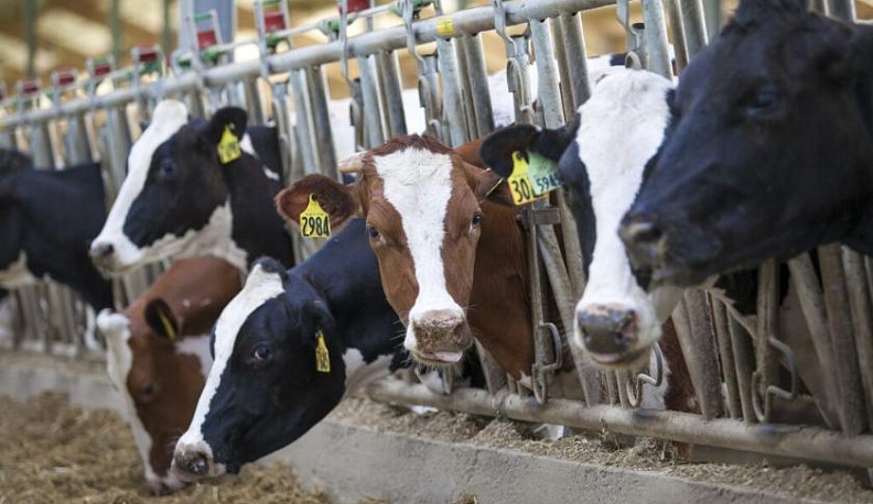 Калужское животноводство наращивает объемы