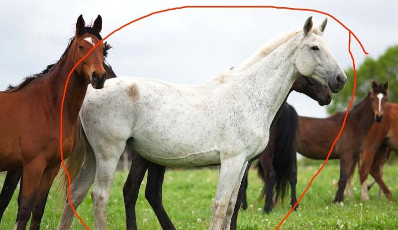 Калужан просят помочь найти украденную лошадь