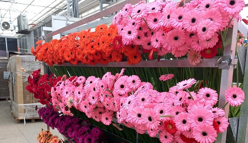 Почти 7 миллионов цветов вывезено из Калужской области с начала года