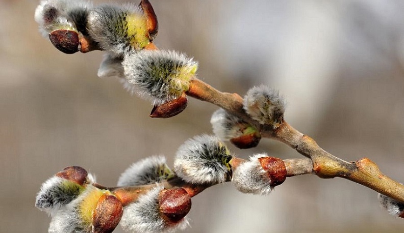 25 апреля - Вербное Воскресенье