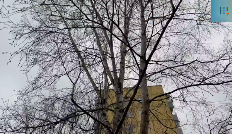 В Калуге начали заменять зеленые насаждения на улице Николо-Козинская