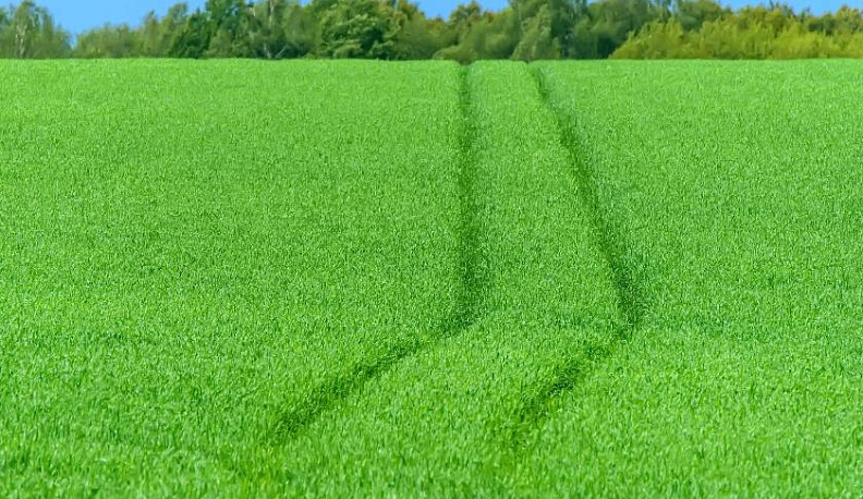 Зелёный - цвет границ