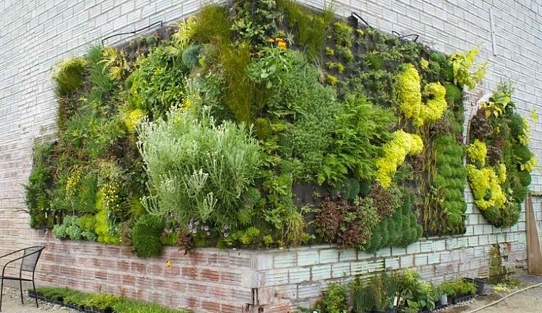 В Калужской области предложили украшать стены домов растениями