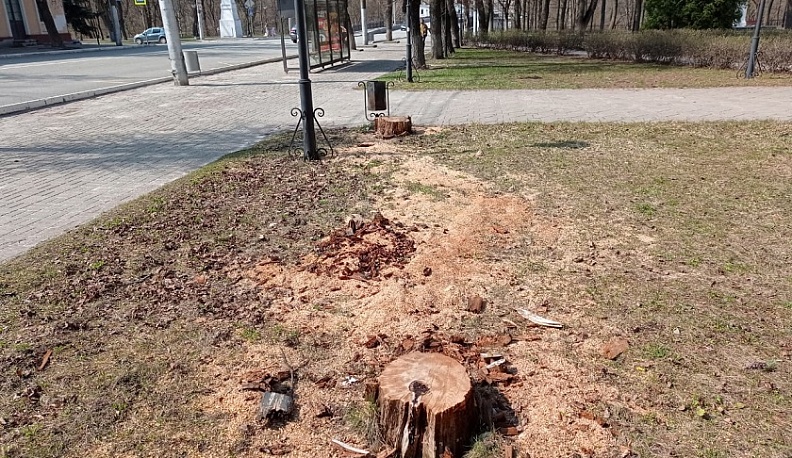 В Калуге у Танеевского концертного зала спилили «музыкальные» деревья