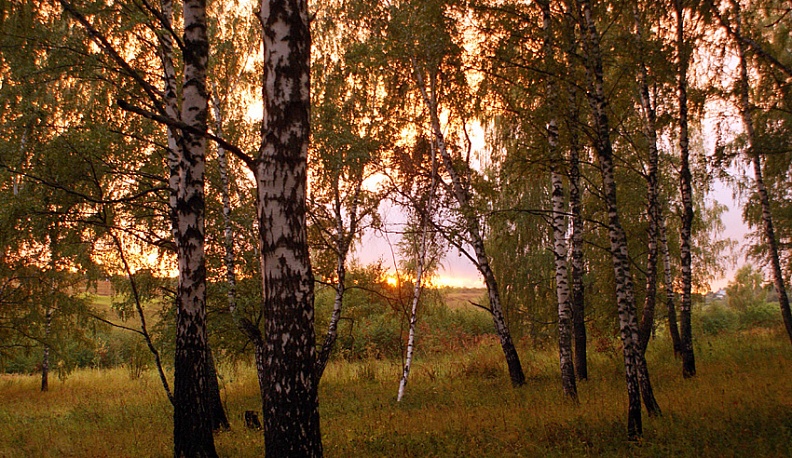 Из рощи –  да в суборь