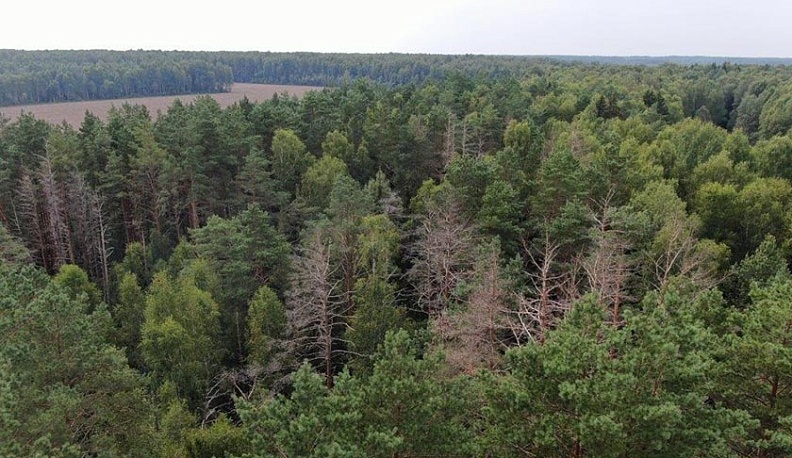 В Калужской области вырубят больные деревья на более чем 300 га леса 