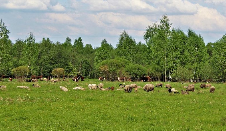 Ферма-супермаркет