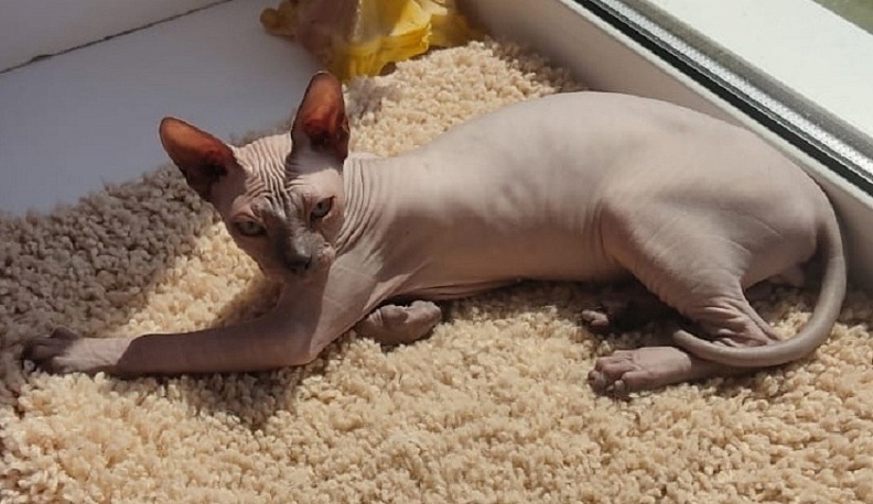 В Калуге пройдет Международная выставка кошек