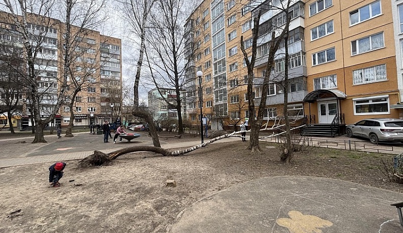 В Калуге убрали упавшее дерево после обращений в интернете