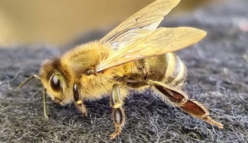 Калужских фермеров научили эффективным методам растениеводства и пчеловодства