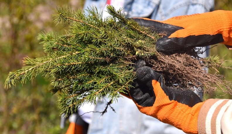 Восемь тысяч саженцев ели высадили в Людиновском районе
