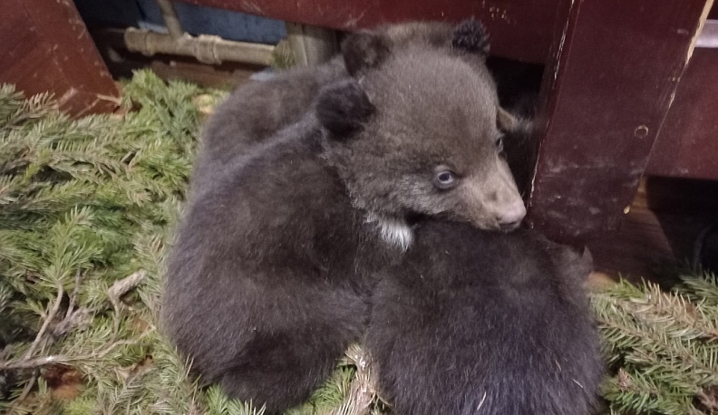 Спасенных в Козельске медвежат назвали в честь рек Калужской области