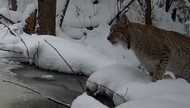 В заповеднике «Калужские засеки» рысь попала на камеру
