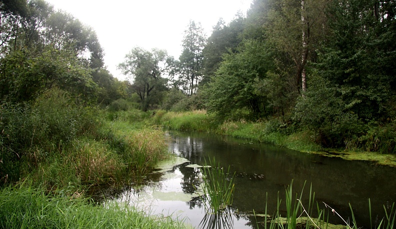 Чудеса студёного