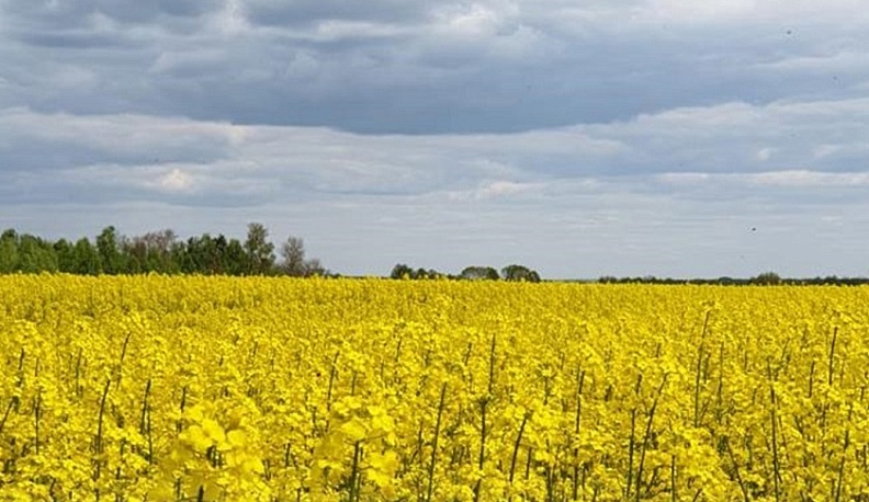 В Калужской области наращивают производство масличных культур