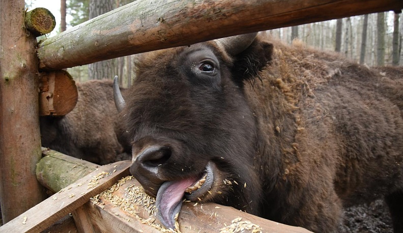 Рогатый…  бренд