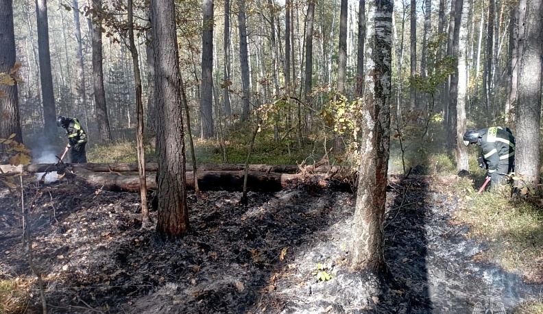 В Калуге потушили лесной пожар