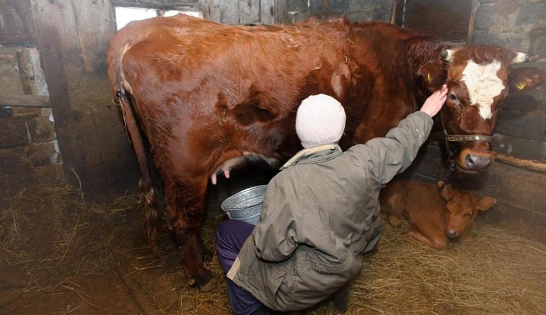 Корова вместо удочки