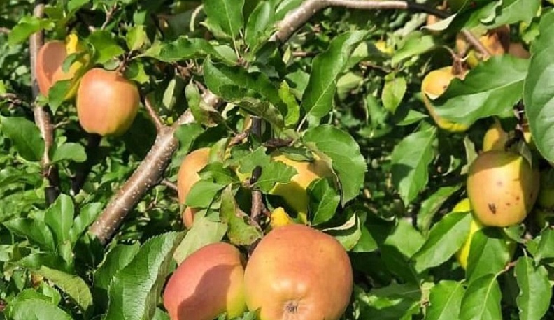 В Калужской области ожидается рекордный урожая плодово-ягодных