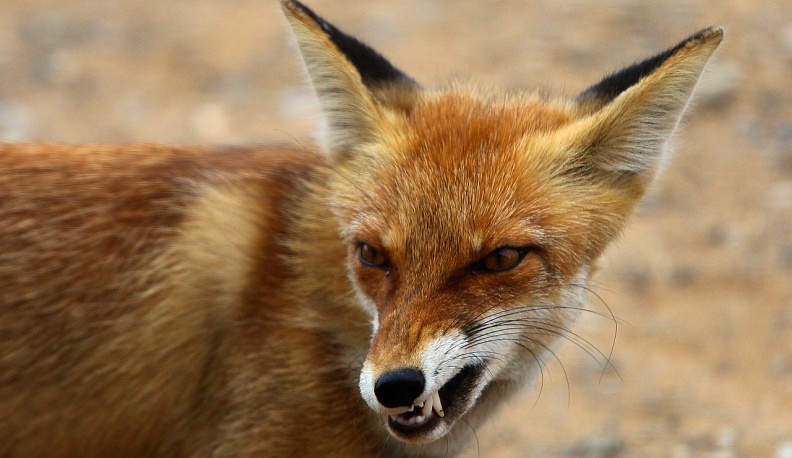 Из лесу вышло…