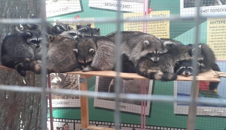 Контактные зоопарки: запрещены, но...