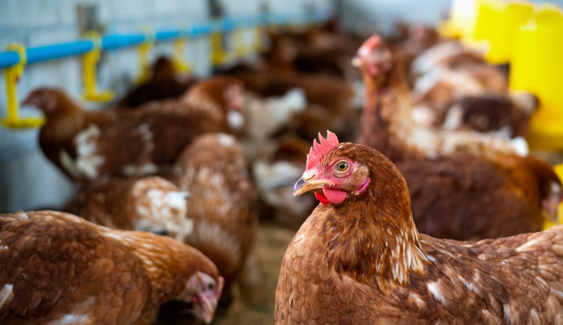 В Калужской области обсудили противодействие птичьему гриппу