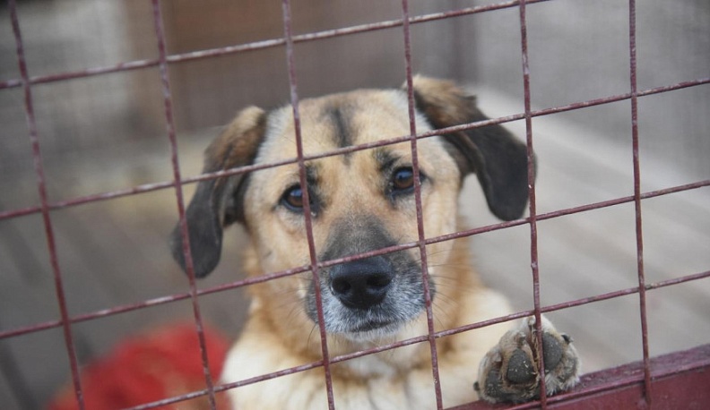 Управление городского хозяйства Калуги компенсировало моральный ущерб семье укушенного бродячей собакой ребенка