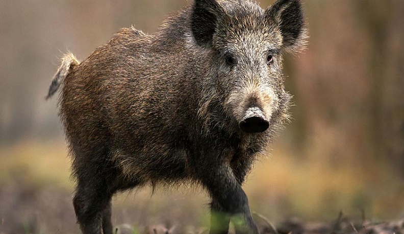 В Калужской области дикие кабаны попали под наблюдение