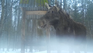 В Калужском заповеднике засняли лося, подошедшего к кормушке