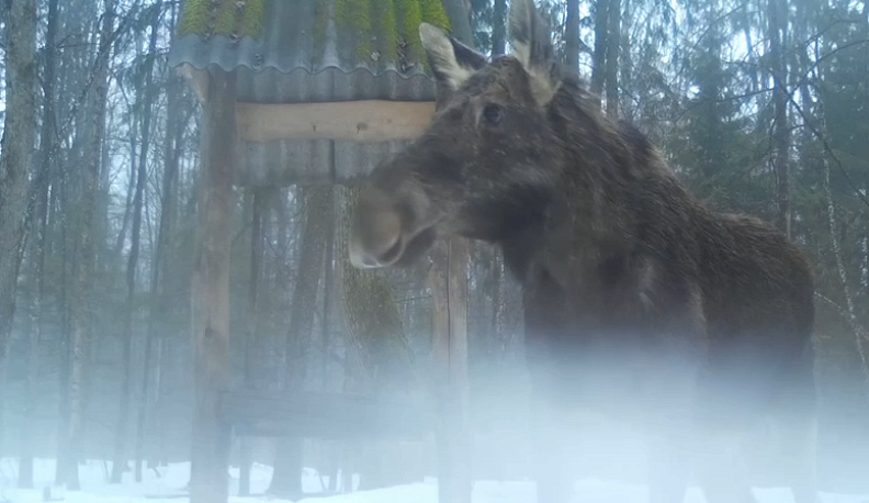 В Калужском заповеднике засняли лося, подошедшего к кормушке