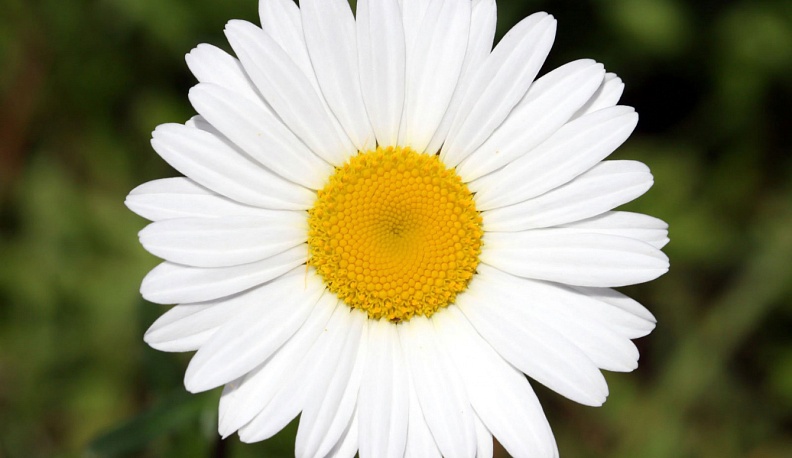 В Калуге пройдет благотворительная акция «Белый Цветок»  