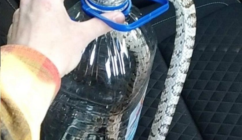 Змею, пропавшую в Подмосковье, отыскали в Обнинске