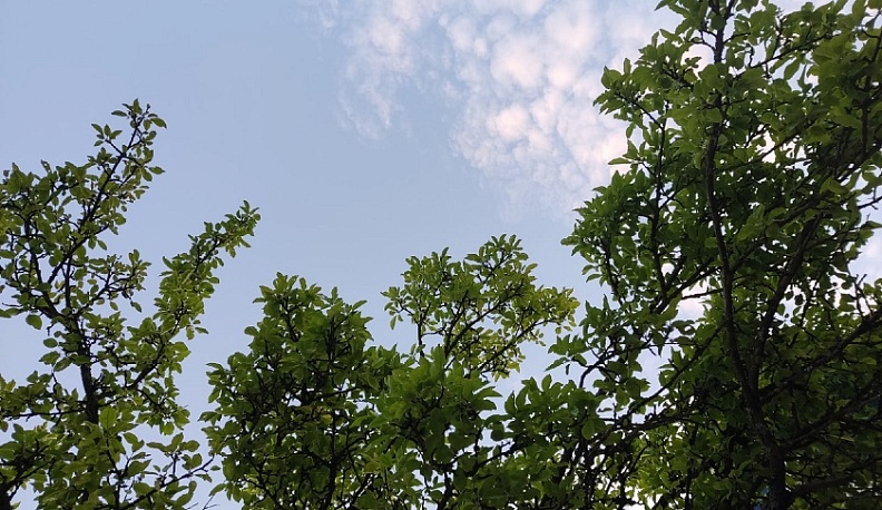 В Калуге за 2025 год планируется озеленить три улицы