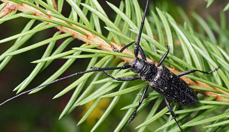 В Калужской области ввели карантин по малому черному еловому усачу