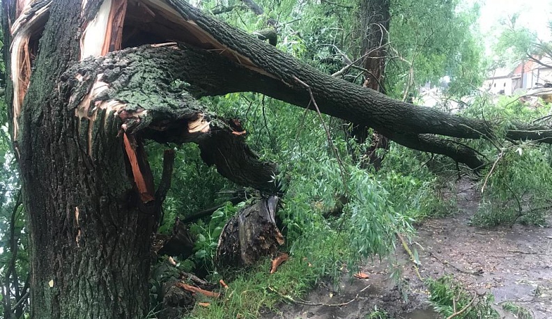 В Калужской области упавшее дерево насмерть придавило 15-летнего подростка