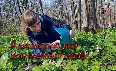 В заповедном лесу есть чудесный цветок...