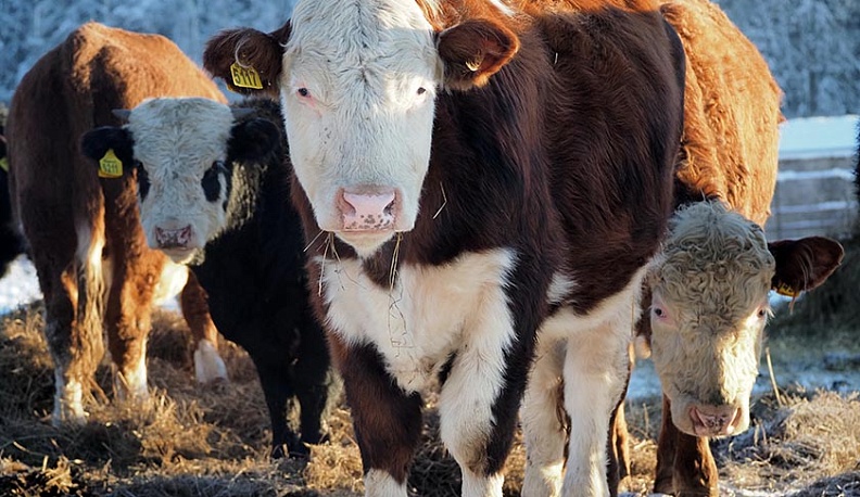 В Перемышльском районе открылась новая ферма