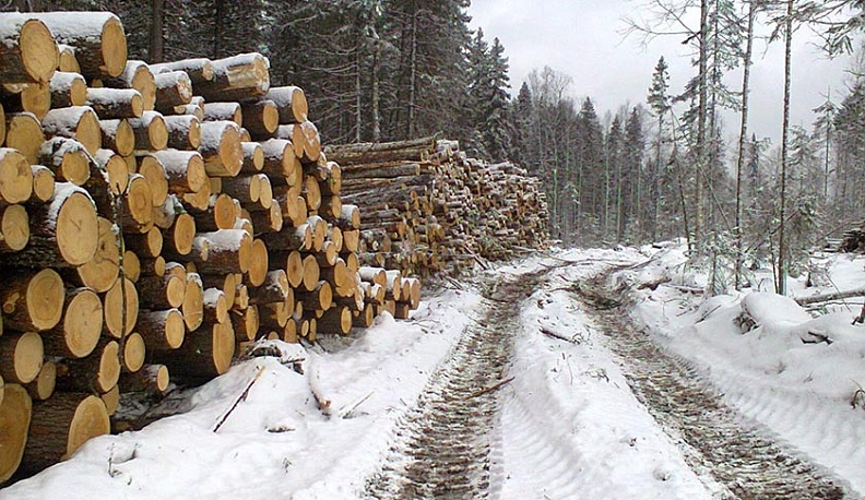 В Спас-Деменском районе вырос объем заготовки древесины