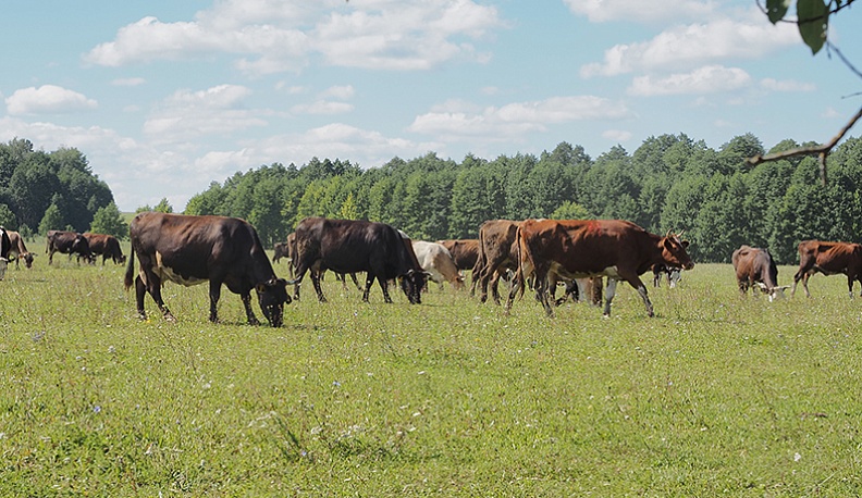 Умелец и его Улемец