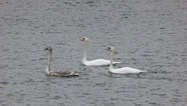Редких зимних птиц заметили в Калужской области