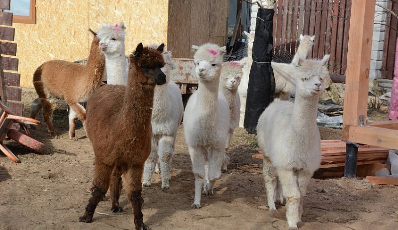 Южноамериканская экзотика появилась в Малоярославецком районе